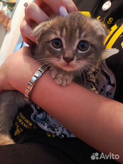 Коты британские
