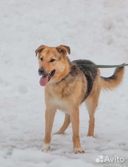 Метис овчарки Хвостик в добрые руки