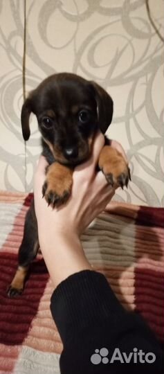 Помесь таксы