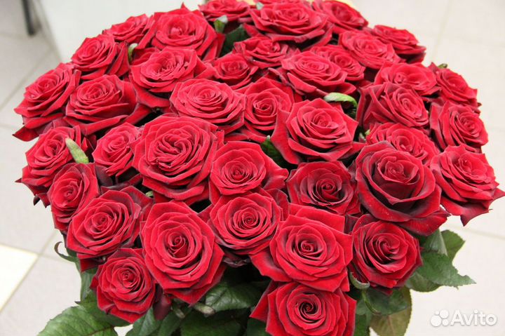 Розы оптом от 15 штук.101 роза оптом. Новосибирск