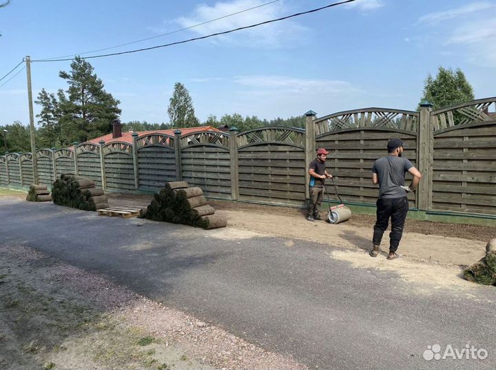 Газон эконом