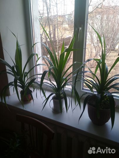 Цветок Пандан (разные)