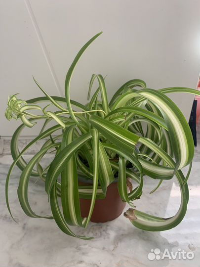 Хлорофитум Бони (кудрявый)