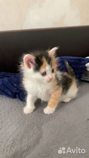 Кошка