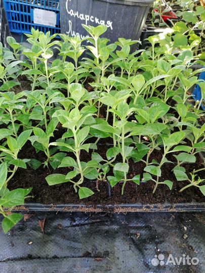 Укорененные черенки гортензии метельчатой. NEW