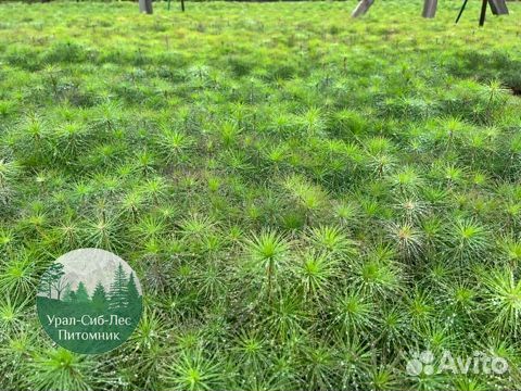 Сеянцы зкс Сосна Ель Лиственница окс Голуб Горн