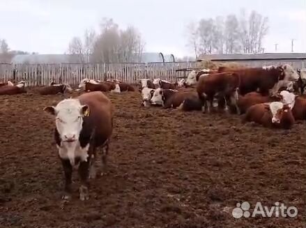 На откорм бычки и телочки