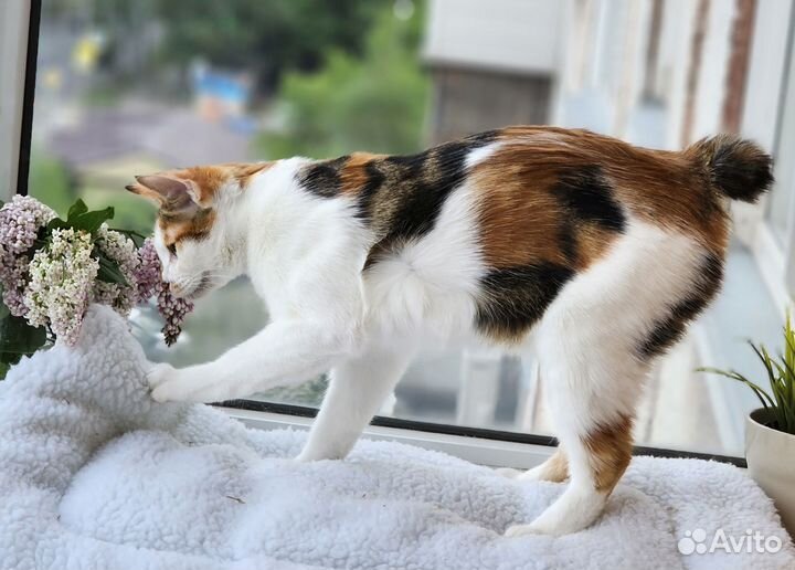 Уникальный курильский бобтейл. Манеки-нэко