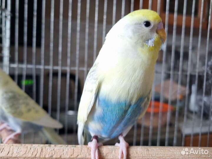 Волнистый попугай пара