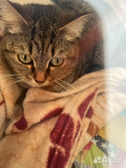 Кошки бесплатно