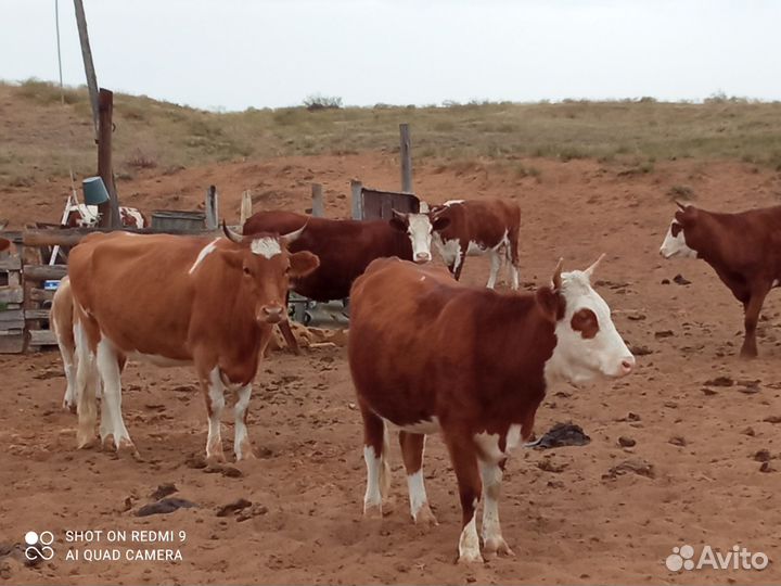 Коровы стельные