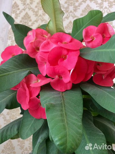 Эуфорбия, педилантус, кислица