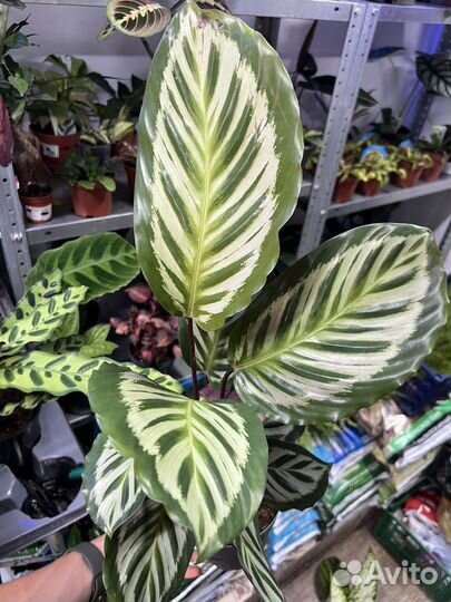 Калатея розеопикта Литце