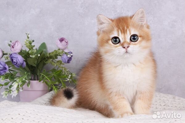 Британский мальчик Зурбаган. Золотая шиншилла