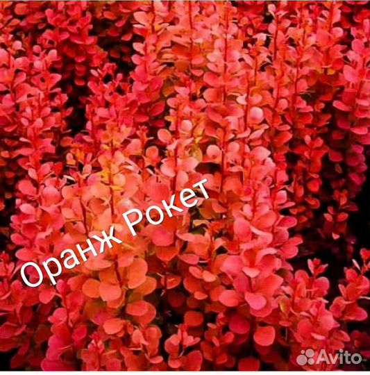 Барбарис. Пузыреплодник