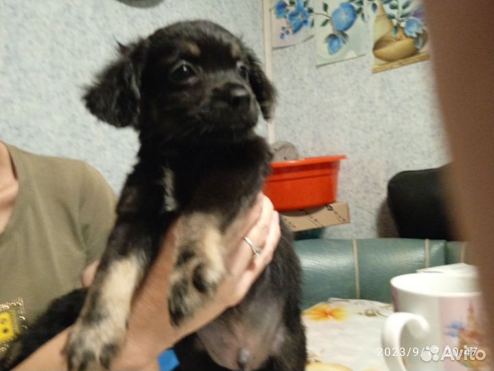 Собака в добрые руки