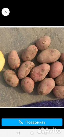Продам картофель