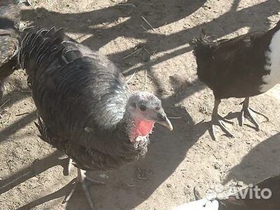 Домашняя птица индюк