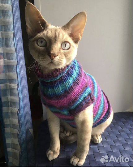 Свитер для кота сфинкса, девон рекса