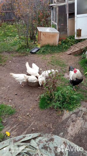 Куры несушки продам