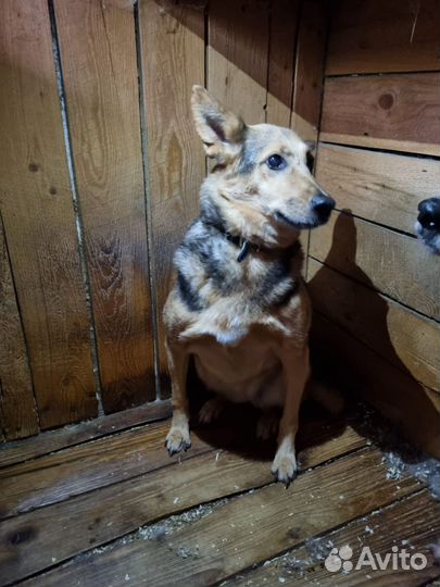 Собака очень скучает в приюте, в добрые руки