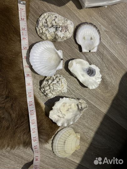 Ракушки Японского моря. Дрифтвуд