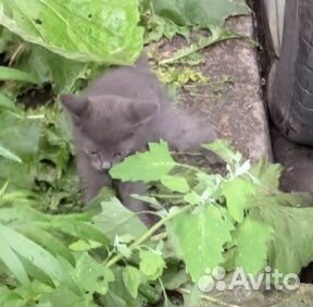 Серый котенок