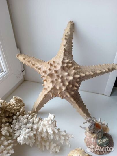 Морской коралл, звезда и ракушки