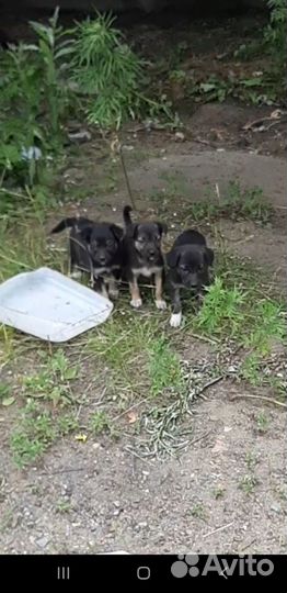 Щеночки в добрые руки