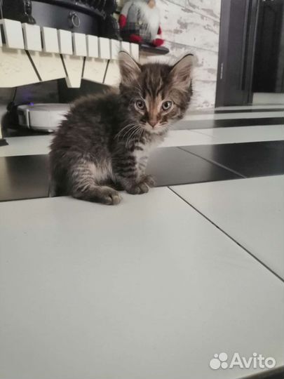 Кот в добрые руки