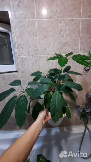Фикус бенджамина