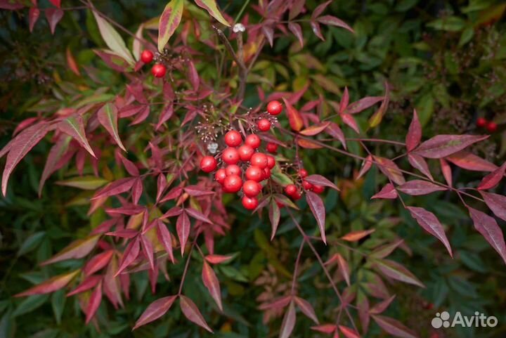 Садовые вечнозеленые