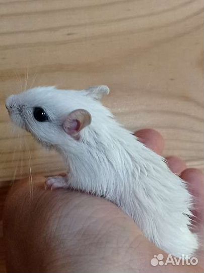 Песчанка