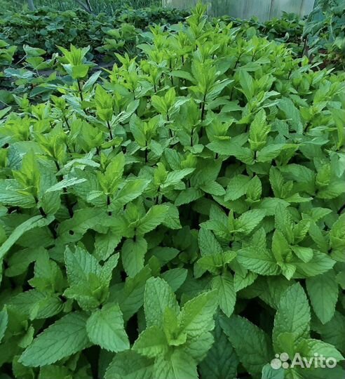 Мята,руколла