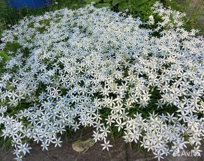 Неприхотливые садовые многолетники