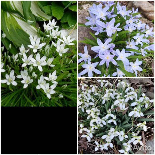 Пионы, почвопокровники,хрезантемы