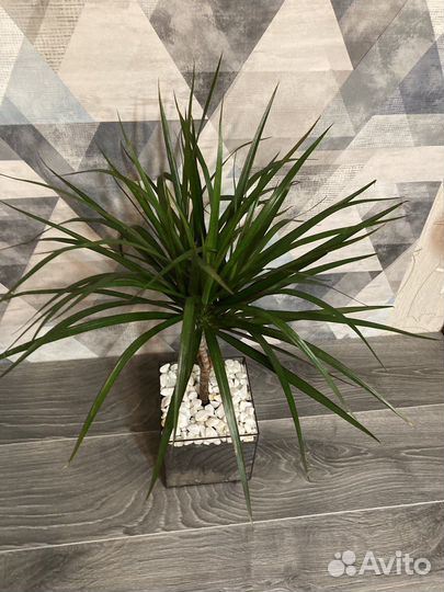 Пальма драцена