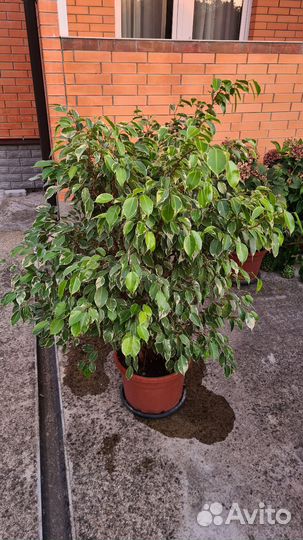 Фикус бенджамина пестролистный