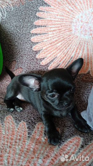 Мини чихуахуа