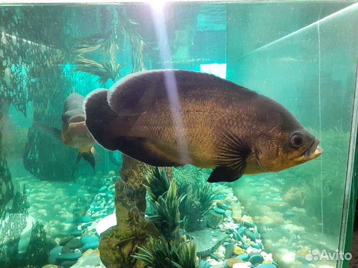 Астронотус