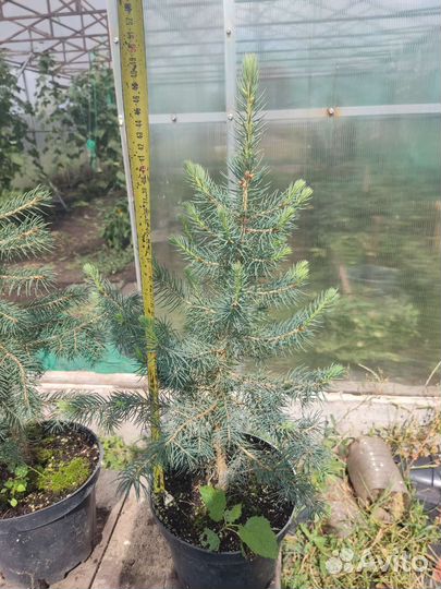 Ель голубая Glauca