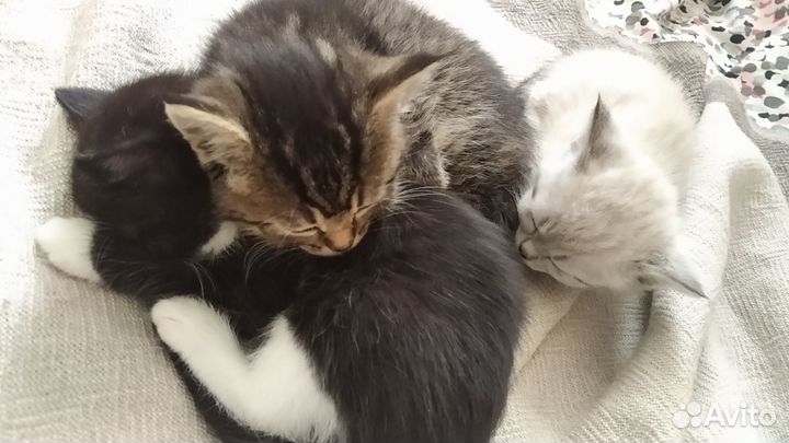 Котята в добрые руки