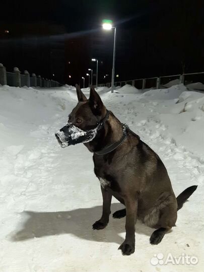 Собака в добрые руки. Помесь Хаски и Лабрадора