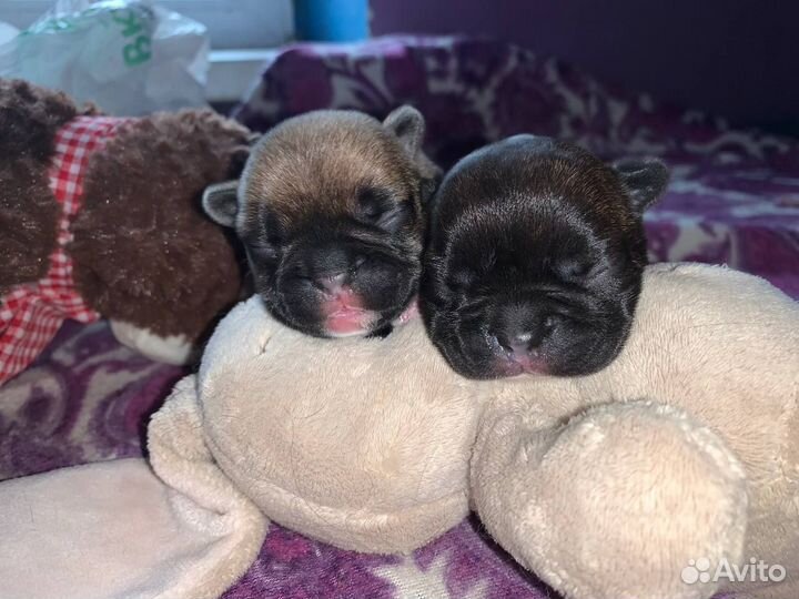 Мини французики