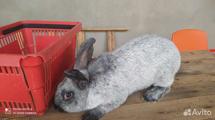 Кролики полтавское серебро