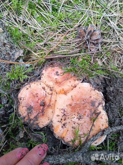 Грибы рыжики свежие