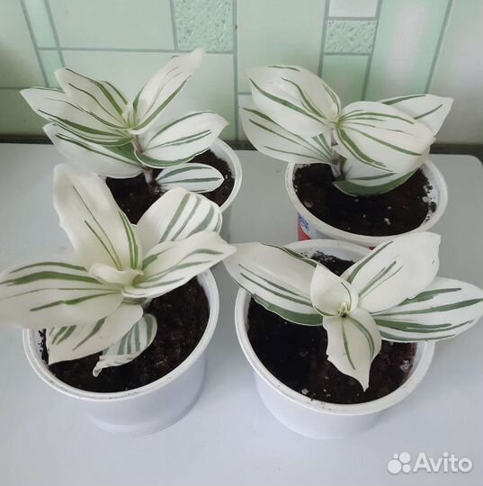 Традесканция