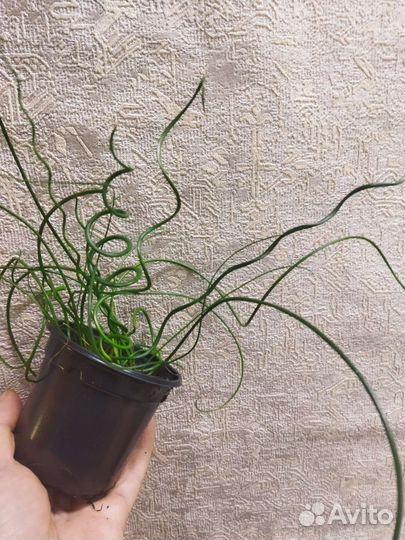 Джункус спиралис