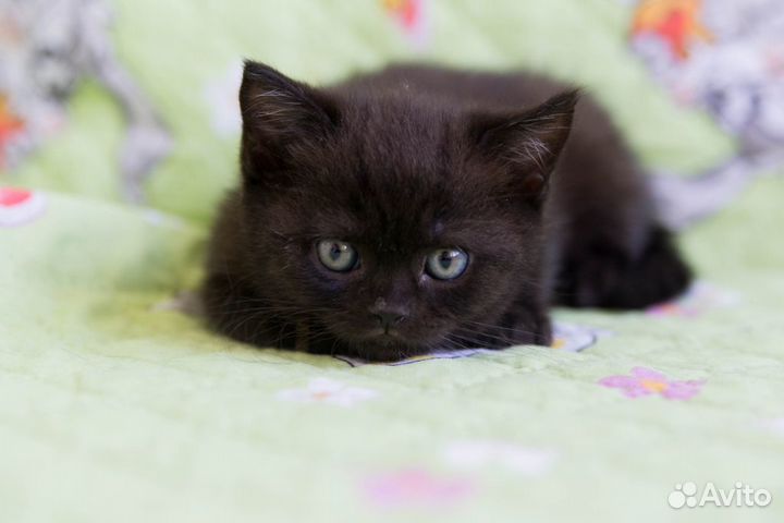 Маленькие черные полупушистые котята 1.5мес