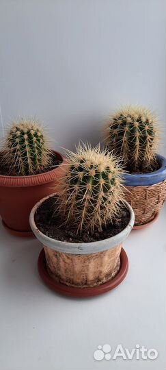Кактус грузони